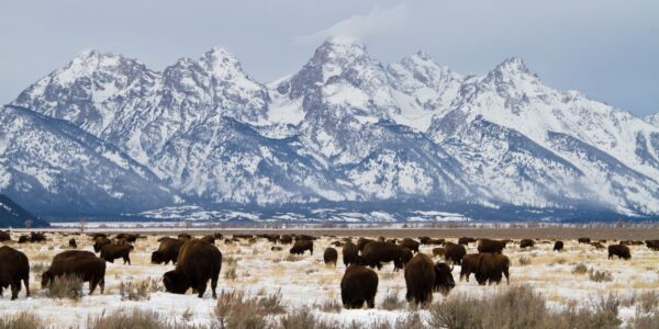 Imaeg of bison in Grand Tetons in winter near Huff House Inn and Cabins