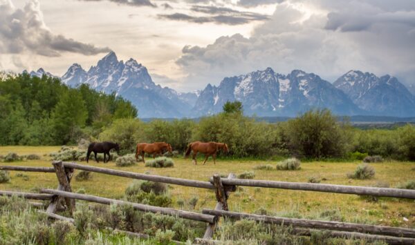 Image of horsesin Grand Tetons near Huff House Inn and Cabins
