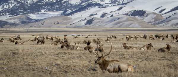 Image of elk in Grand Tetons near Huff House inn and Cabins