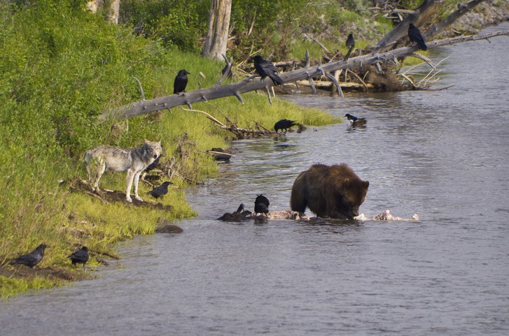 wolf watching bear eat bison are there wolves in yellowstone