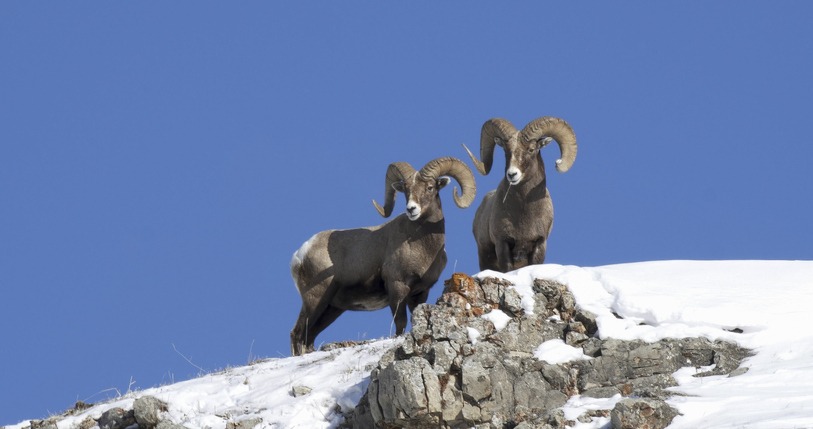 Where to Spot Wyoming Bighorn Sheep in Winter